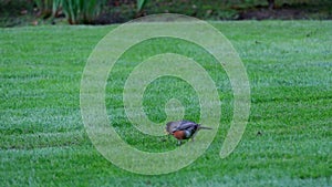 Black-breasted Thrush in a green meadow a bird is looking for a worm to get food for itself Real life in the world of