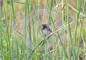 Tejedor pájaro posarse sobre el césped 