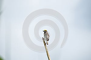 Black-breasted weaver bird sitting on dry sticks breading season. Selective focus