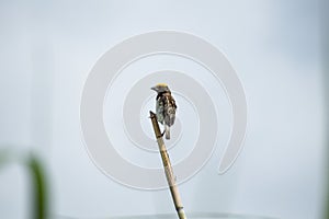 Black-breasted weaver bird sitting on dry sticks breading season. Selective focus