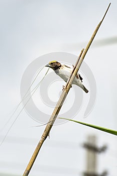 Black-breasted weaver bird sitting on dry sticks breading season. Selective focus