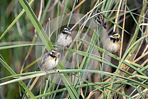 Black-breasted weaver or Ploceus benghalensis observed in Nalsarovar in Gujarat