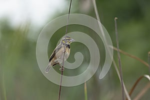 Black-breasted weaver Ploceus benghalensis perched on tall grass.