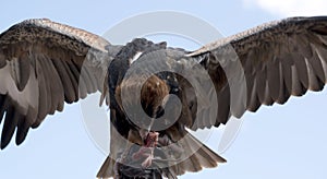 This is a black breated buzzard feeding