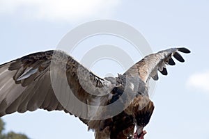 This is a black breated buzzard feeding