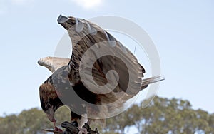 This is a black breated buzzard feeding