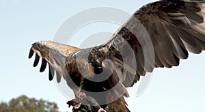This is a black breated buzzard feeding