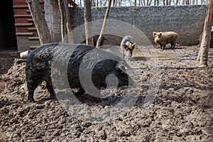 Black breed of pig