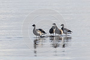 Black brent goose