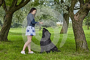 Black Briard dog has training outdoor with woman.