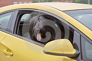 Black briard sits inside car for guarding.