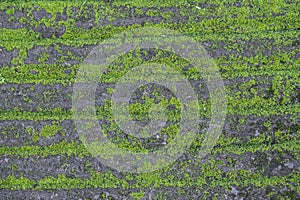 Black bricks and green moss wallpaper and background texture