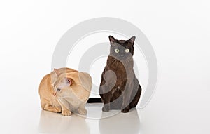 Black and Bright Brown Burmese cats Couple. Isolated on white background