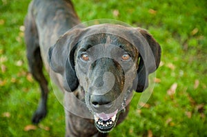 Black Brindle Hound Labrador Retriever Mix Panting