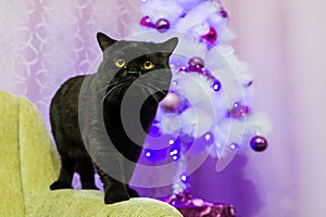 Black British cat posing for the camera