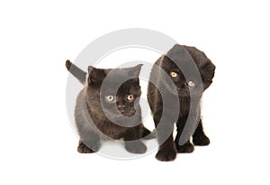 Black british kittens isolated on white background