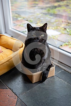 Black british shorthair cat sitting in the small box