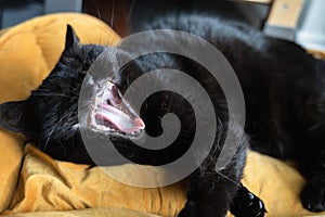 Black british shorthair cat yawning, lazy mood