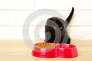 Black british shorthair kitten eats on light background