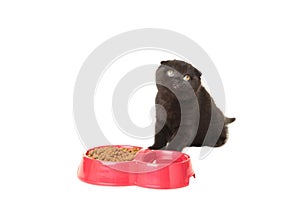 Black british shorthair kitten eats  on white background