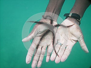 Black Brittle Starfish