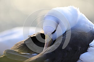 Black-browed Albatros ( Thalassarche melanophris ) or Mollymawk Helgoland  Germany