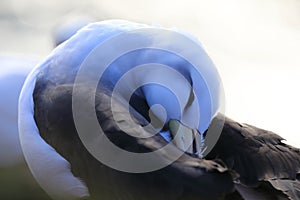 Black-browed Albatros ( Thalassarche melanophris ) or Mollymawk Helgoland  Germany