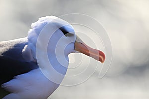 Black-browed Albatros ( Thalassarche melanophris ) or Mollymawk Helgoland  Germany