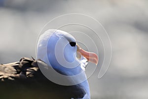 Black-browed Albatros ( Thalassarche melanophris ) or Mollymawk Helgoland  Germany