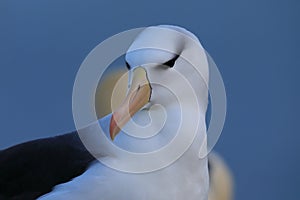 Black-browed Albatros ( Thalassarche melanophris ) or Mollymawk Helgoland  Germany