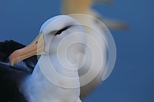 Black-browed Albatros ( Thalassarche melanophris ) or Mollymawk Helgoland  Germany