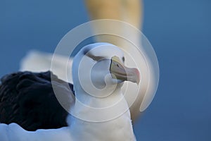 Black-browed Albatros ( Thalassarche melanophris ) or Mollymawk Helgoland  Germany