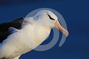 Black-browed Albatros ( Thalassarche melanophris ) or Mollymawk Helgoland  Germany