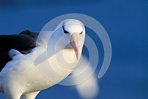 Black-browed Albatros ( Thalassarche melanophris ) or Mollymawk Helgoland  Germany
