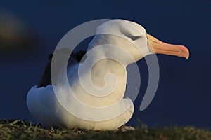 Black-browed Albatros ( Thalassarche melanophris ) or Mollymawk Helgoland  Germany