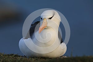 Black-browed Albatros ( Thalassarche melanophris ) or Mollymawk Helgoland  Germany