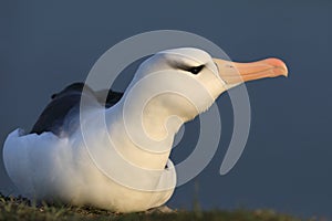 Black-browed Albatros ( Thalassarche melanophris ) or Mollymawk Helgoland  Germany