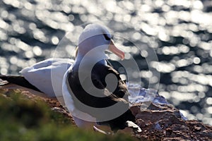 Black-browed Albatros & x28; Thalassarche melanophris & x29; or Mollymawk Helgoland Island Germany