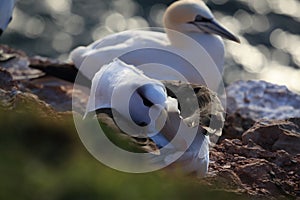 Black-browed Albatros ( Thalassarche melanophris ) or Mollymawk Helgoland Island Germany