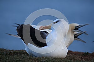 Black-browed Albatros & x28; Thalassarche melanophris & x29; or Mollymawk Helgoland Island Germany