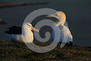 Black-browed Albatros & x28; Thalassarche melanophris & x29; or Mollymawk Helgoland Island Germany