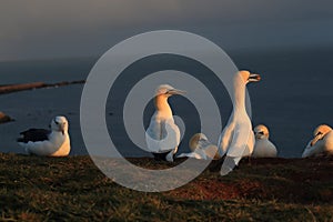 Black-browed Albatros & x28; Thalassarche melanophris & x29; or Mollymawk Helgoland Island Germany