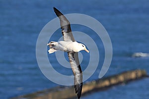 Black-browed Albatros ( Thalassarche melanophris ) or Mollymawk Helgoland Island Germany