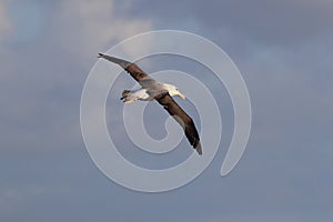 Black-browed Albatros ( Thalassarche melanophris ) or Mollymawk Helgoland Island Germany