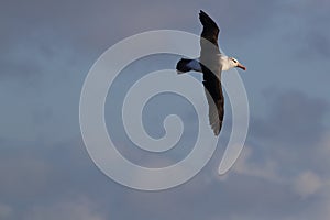 Black-browed Albatros ( Thalassarche melanophris ) or Mollymawk Helgoland Island Germany