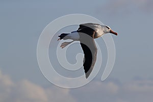 Black-browed Albatros ( Thalassarche melanophris ) or Mollymawk Helgoland Island Germany