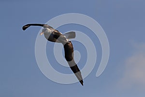 Black-browed Albatros & x28; Thalassarche melanophris & x29; or Mollymawk Helgoland Island Germany