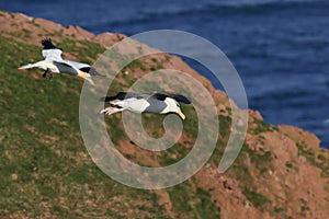 Black-browed Albatros ( Thalassarche melanophris ) or Mollymawk Helgoland Island Germany