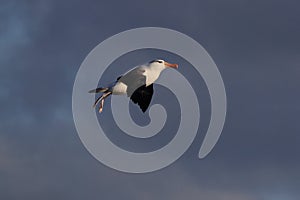 Black-browed Albatros ( Thalassarche melanophris ) or Mollymawk Helgoland Island Germany