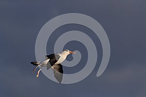 Black-browed Albatros ( Thalassarche melanophris ) or Mollymawk Helgoland Island Germany